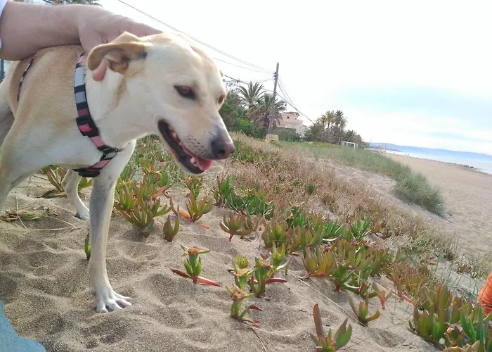 公寓 El Rincon De - Paraiso Del Sol 德尼亚